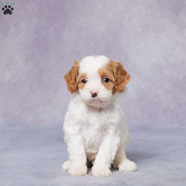 Paul, Cavapoo Puppy